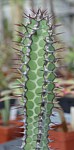 Euphorbia tescorum PV 2496__ 5184 01.jpg